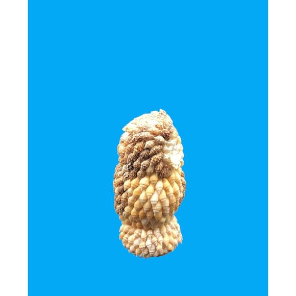 Vintage Sea Shell Owl Beach Art Figurine Google Eyes Ocean Kitchy MCM 5” - Picture 5 of 8